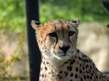 Close-up portrait of lion