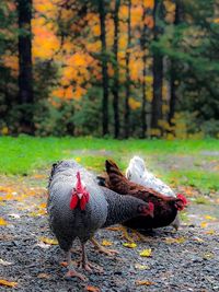 View of a bird on land