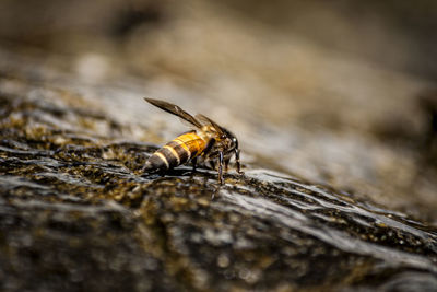 Close-up of bee on rock