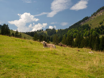 View of a sheep on a field