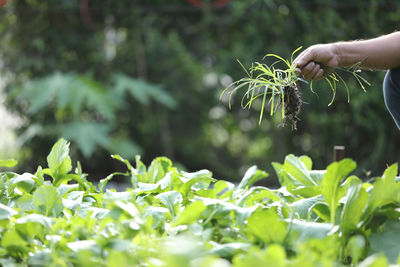 Cropped hand holding plant