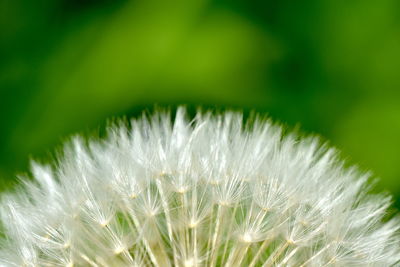 Close-up of white dandelion flower