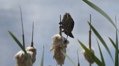 Close-up of bird on plant against sky