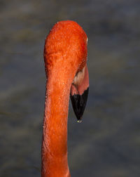 Close-up of swan swimming in lake