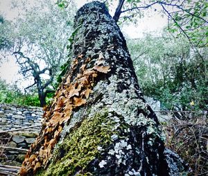 Low angle view of lichen on tree trunk