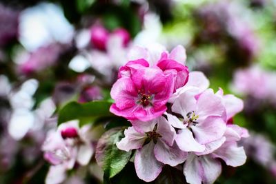 Close-up of pink cherry blossom