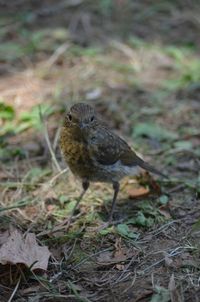 Close-up of bird perching on ground