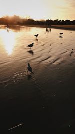 Birds swimming in lake