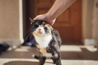 Domestic life with pet. man stroking his mottled cat against entrance of house.