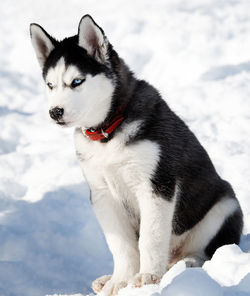 Portrait of dog sitting on snow
