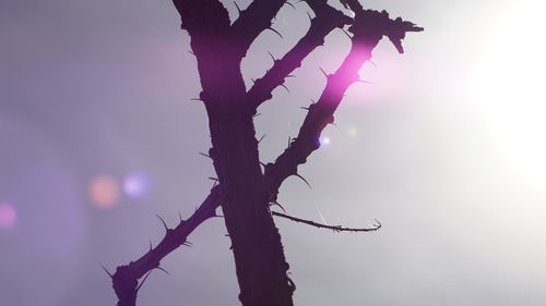 Low angle view of silhouette tree against sky