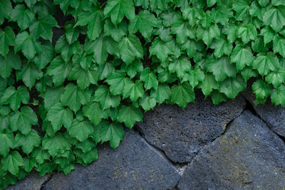 High angle view of plants growing on field