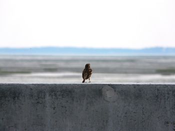Close-up of bird perching on wall against clear sky