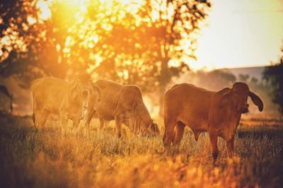 Cows on grassy field during sunrise