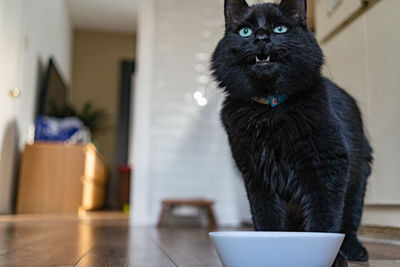 Close-up of a cat looking away