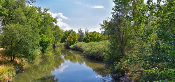 Scenic view of river amidst trees in forest against sky