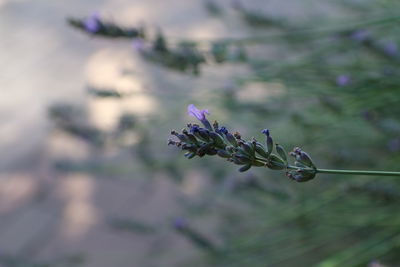 Close-up of purple flowering plant