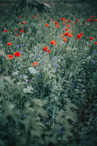 Close-up of red poppy flowers on field