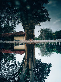 Reflection of tree in lake against sky