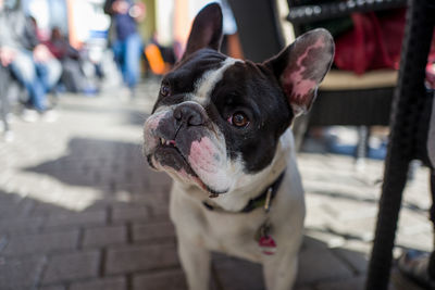 Close-up of boston terrier on street