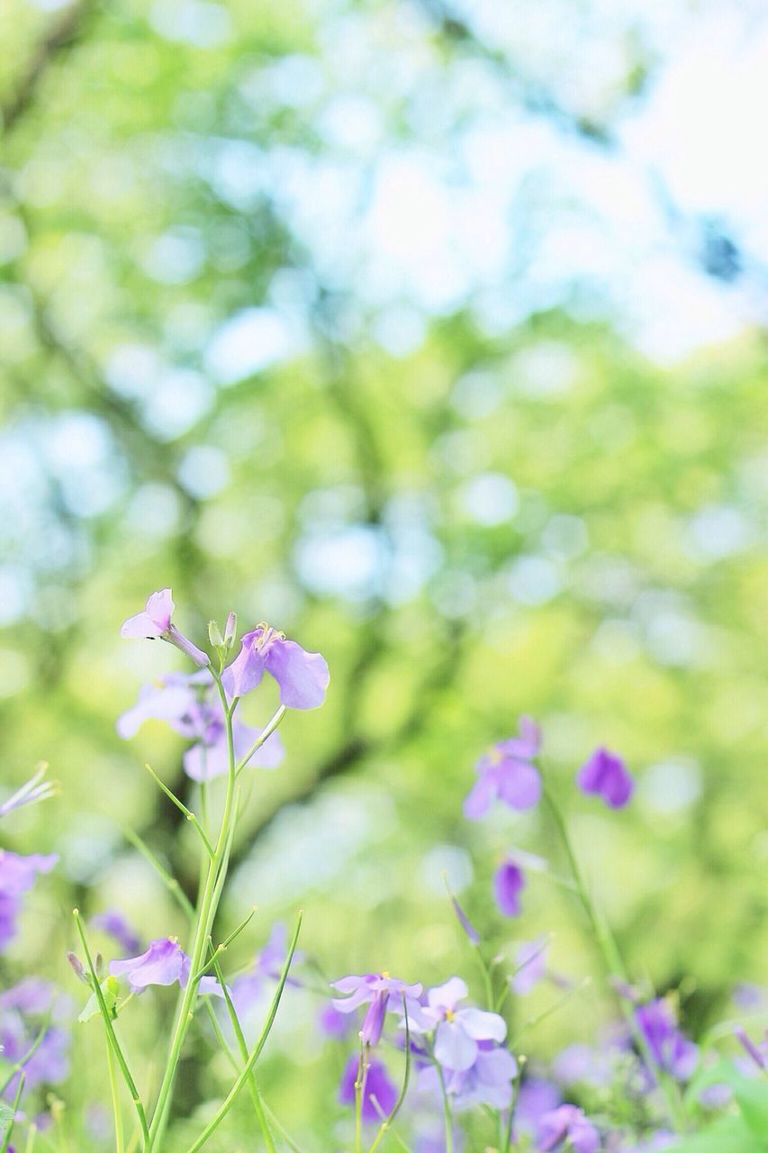 flower, freshness, growth, fragility, purple, beauty in nature, petal, focus on foreground, blooming, nature, plant, flower head, close-up, stem, field, in bloom, pink color, selective focus, blossom, day