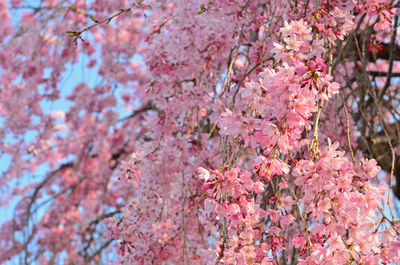 Low angle view of pink flowers on tree