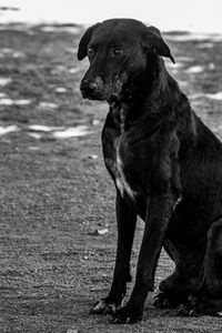 Dog looking away while sitting on land