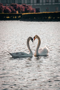 Swan swimming in lake