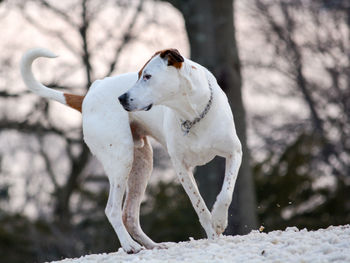 White dog on snow covered tree