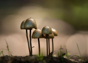 Close-up of mushroom growing on field