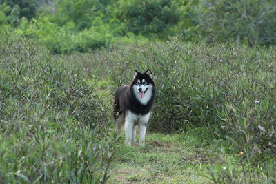 Siberian husky standing on field amidst plants at forest