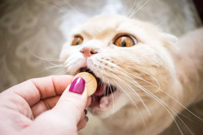 Scottish cat with gold eyes takes a pill close up. cat receives a dose of medicine 