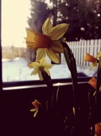 Close-up of yellow flower