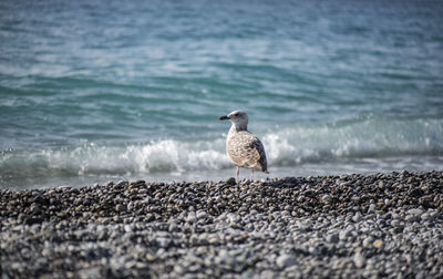 Seagull perching on pebbles at beach