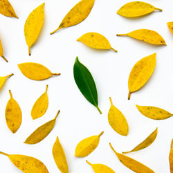 High angle view of chopped leaves against white background