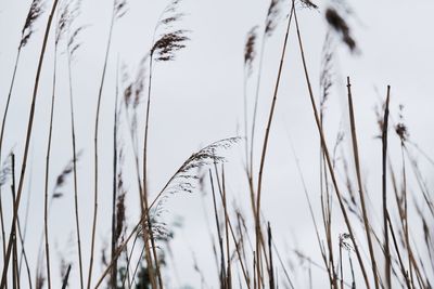 Close-up of reed grass against sky