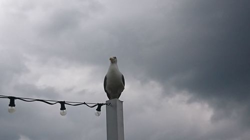 Low angle view of seagulls perching on wooden post against cloudy sky