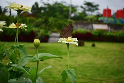 Close-up of butterfly pollinating on flower