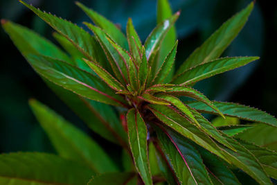 Close-up of fresh green plant