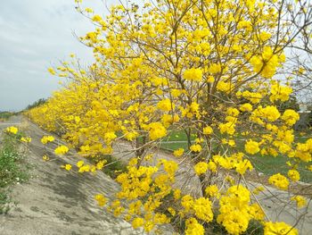 Yellow flowering plant against sky