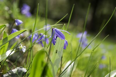Close-up of purple flowers blooming in field