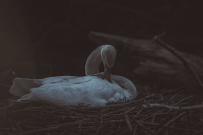 Close-up of birds in nest