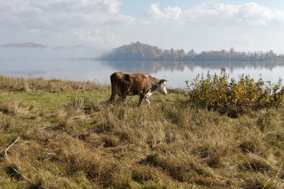 A cow walks along the shore of lake against water island in the fog, on an autumn morning.