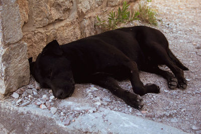 High angle view of black dog sleeping