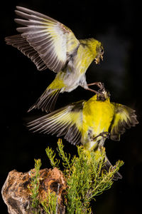 Close-up of yellow bird flying