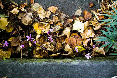 Close-up of autumn leaves