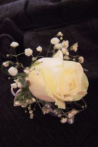 Close-up of flower against black background