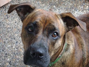 Close-up portrait of a dog