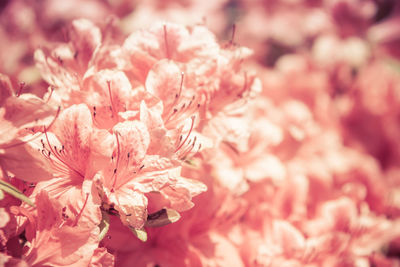 Close-up of pink cherry blossoms