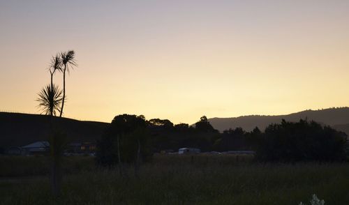 Trees on field at sunset